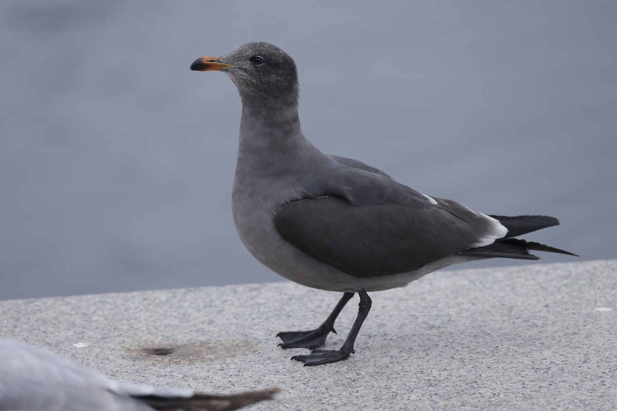 Gaviota Mexicana - ML579389081