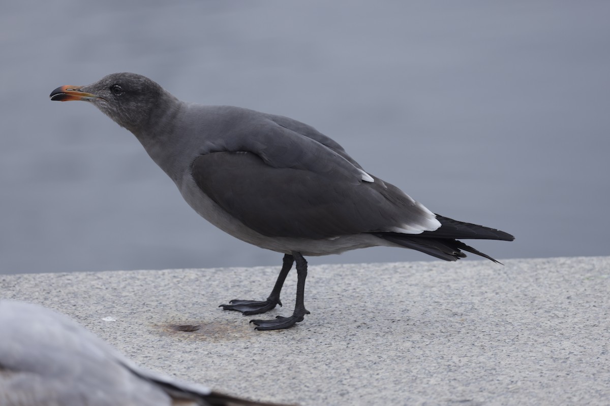 Gaviota Mexicana - ML579389101