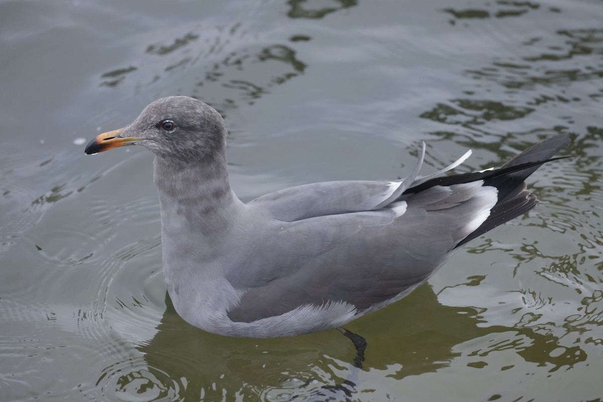 Gaviota Mexicana - ML579389121