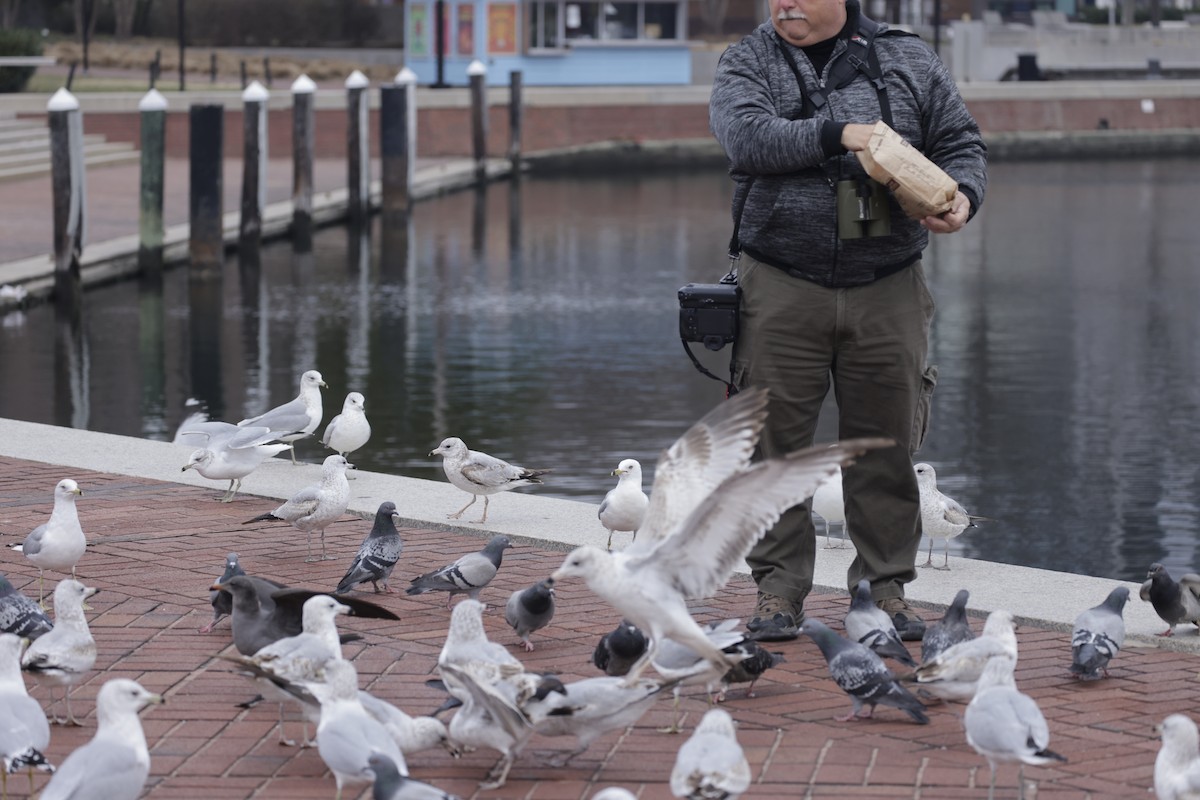 Heermann's Gull - ML579389131