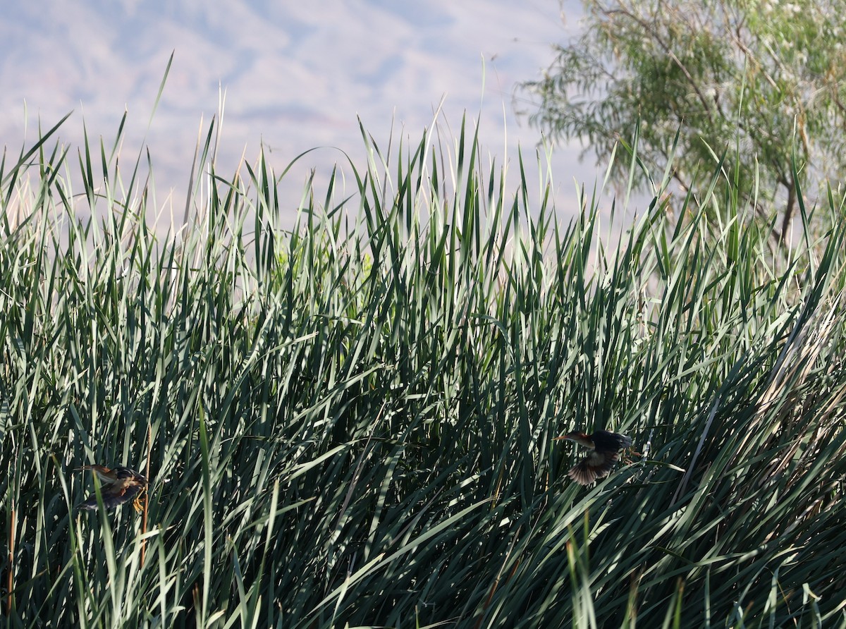 Least Bittern - ML579390131