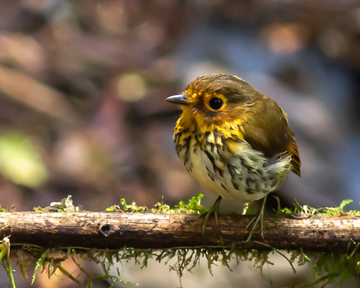 Ochre-breasted Antpitta - ML579390521