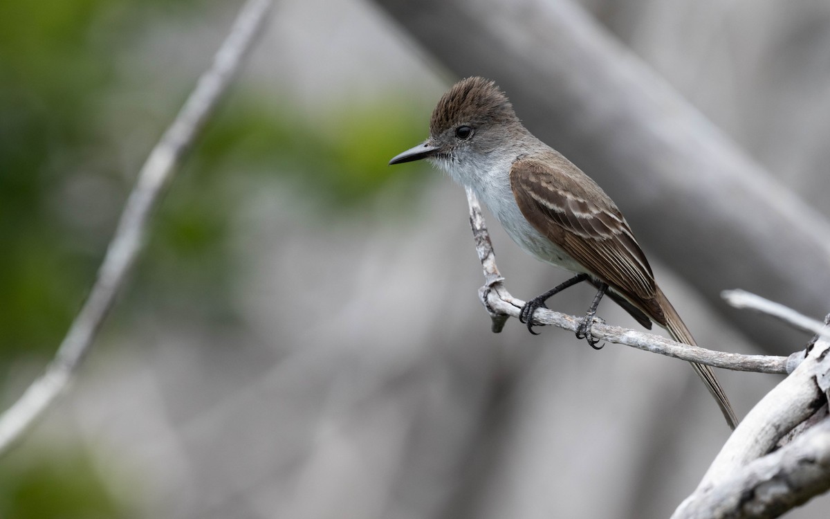 La Sagra's Flycatcher - ML579390791