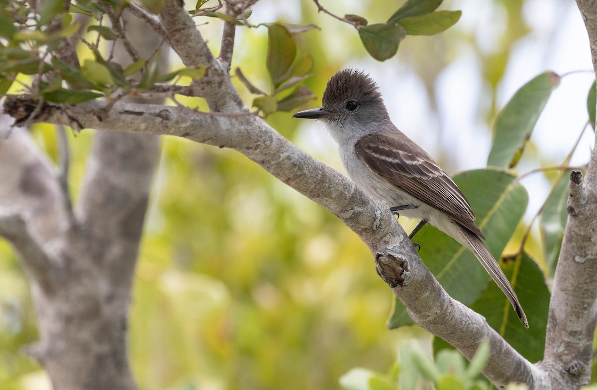 La Sagra's Flycatcher - ML579390801