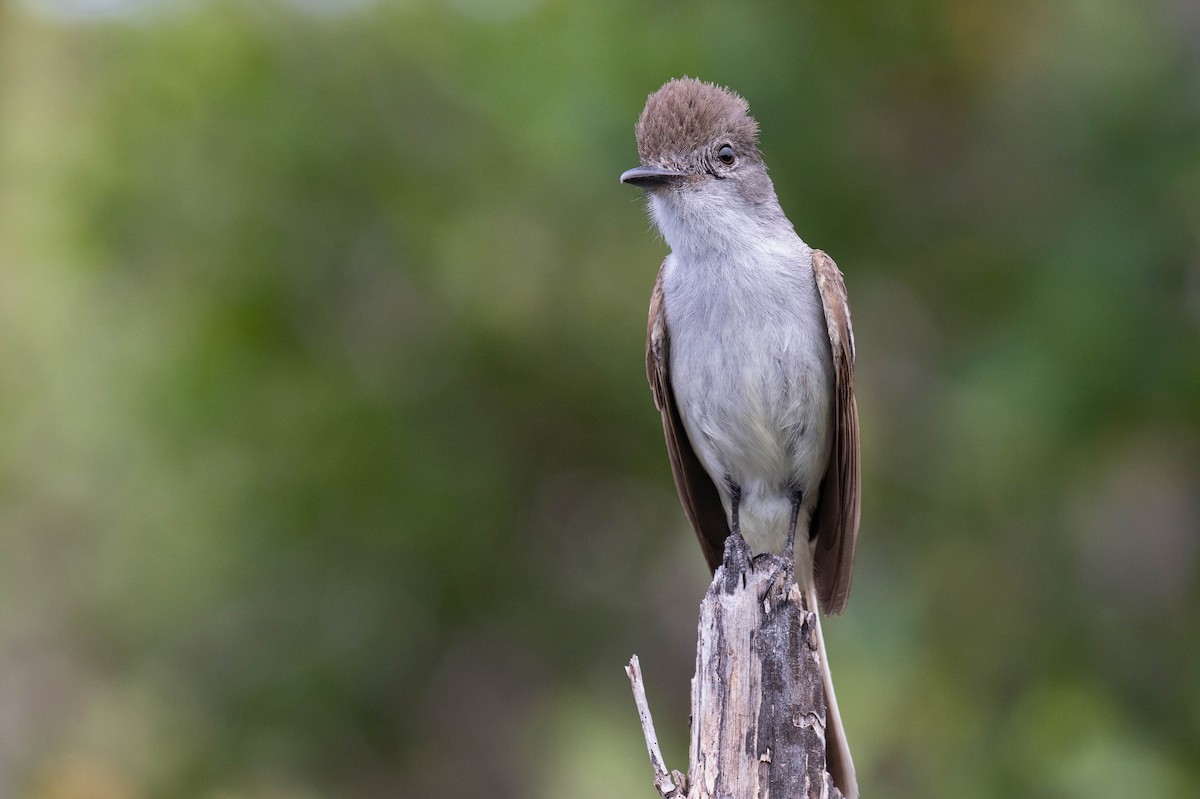 La Sagra's Flycatcher - ML579390821