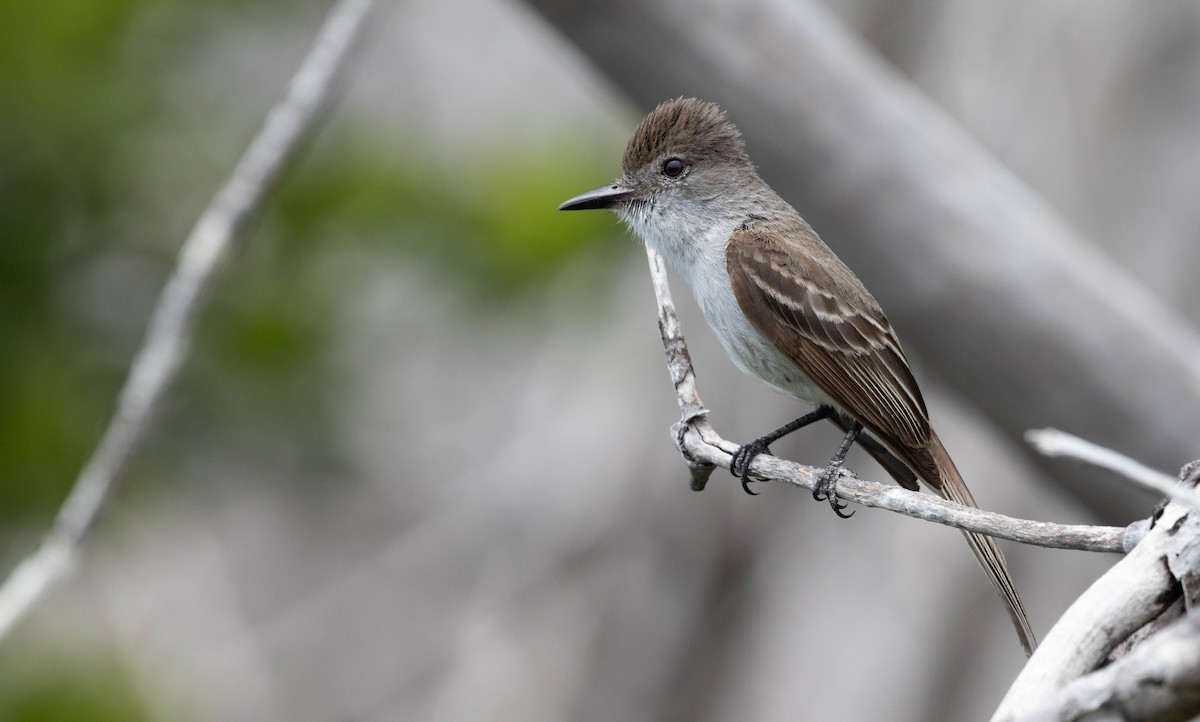 La Sagra's Flycatcher - ML579390831