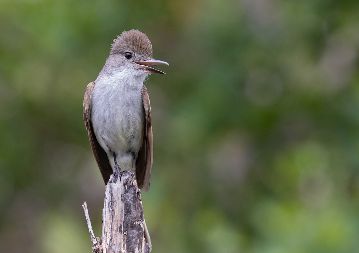 La Sagra's Flycatcher - ML579390861