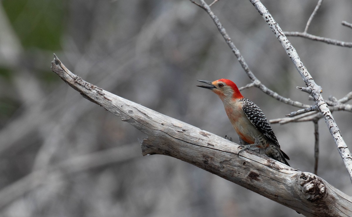 Red-bellied Woodpecker - Ryan Rodriguez