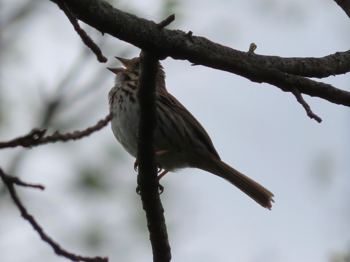Song Sparrow - ML579391761
