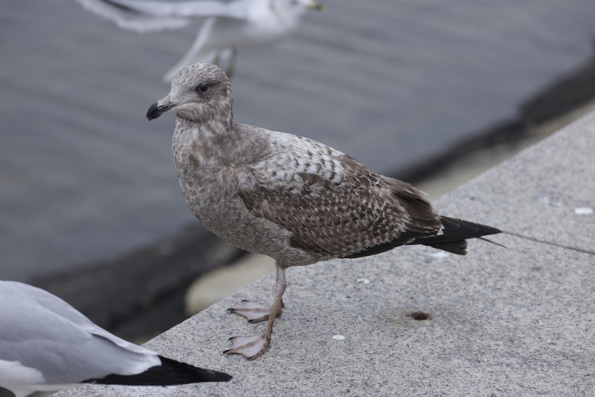 Herring Gull (American) - ML579391771