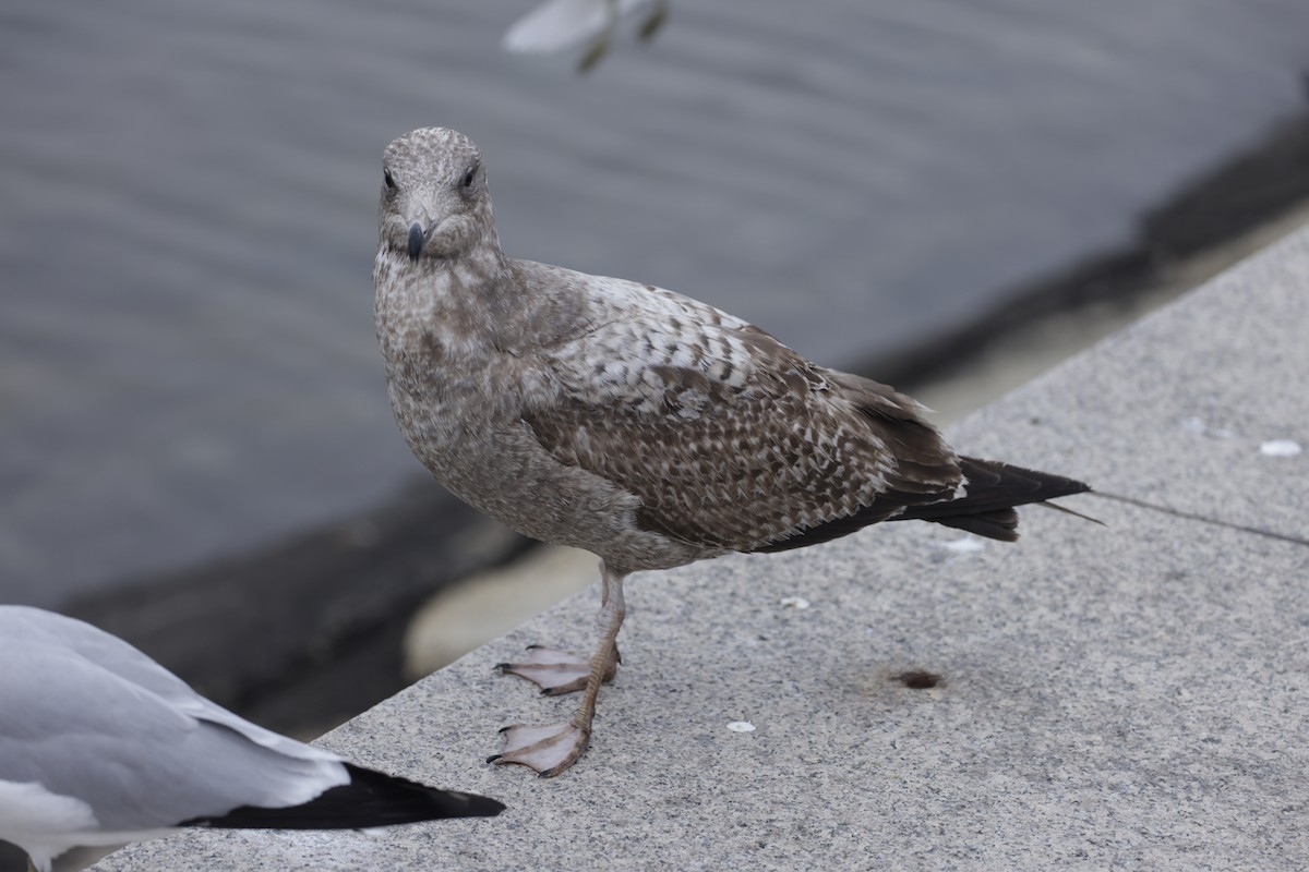 Herring Gull (American) - ML579391781