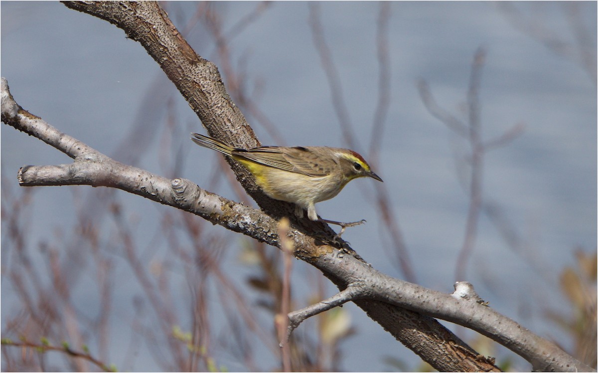 Palm Warbler - ML57939181