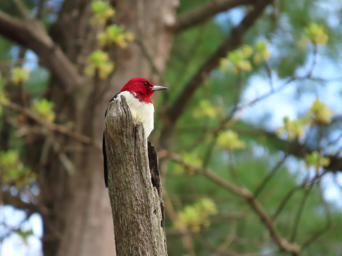 Red-headed Woodpecker - ML579391811