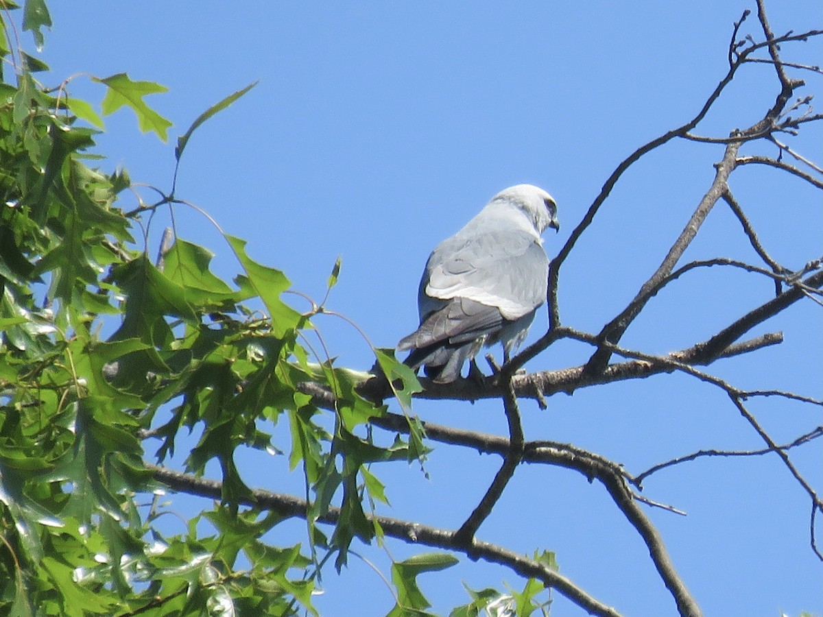 Mississippi Kite - ML579391921