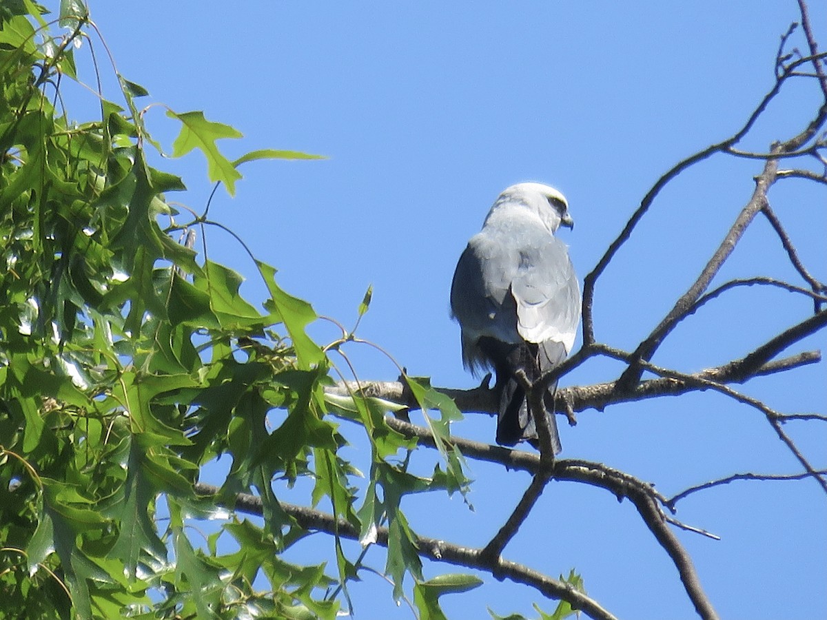 Mississippi Kite - ML579391941