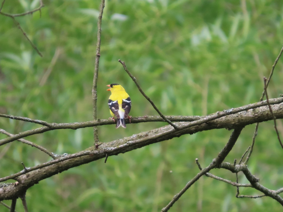 American Goldfinch - ML579392051