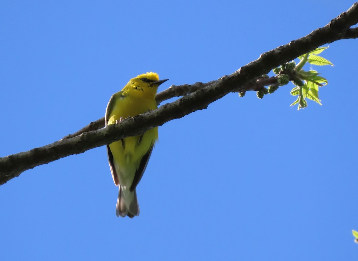 Blue-winged Warbler - ML579392111