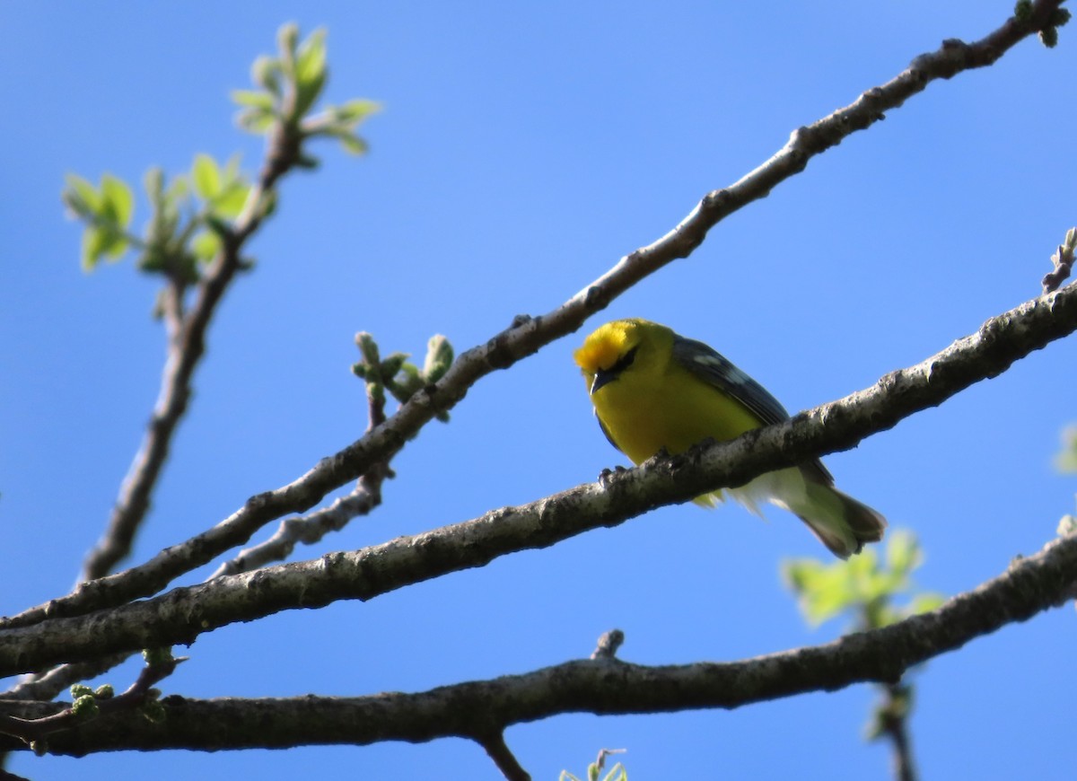 Blue-winged Warbler - ML579392121