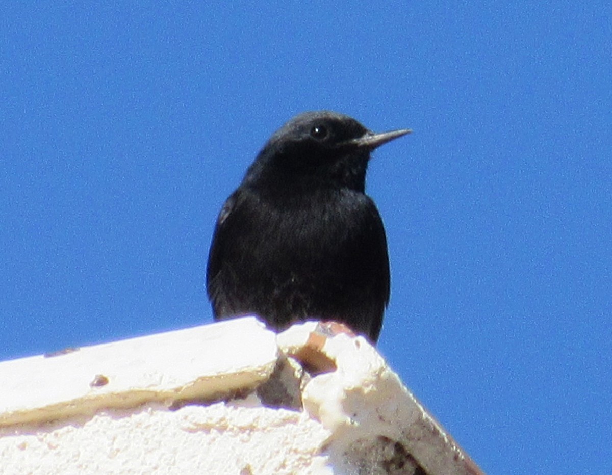 Black Redstart - Julie  Michael