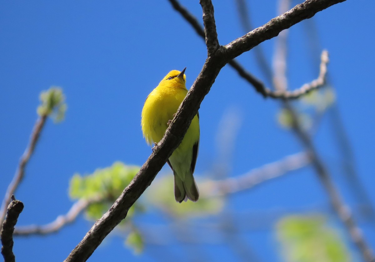Blue-winged Warbler - ML579392141
