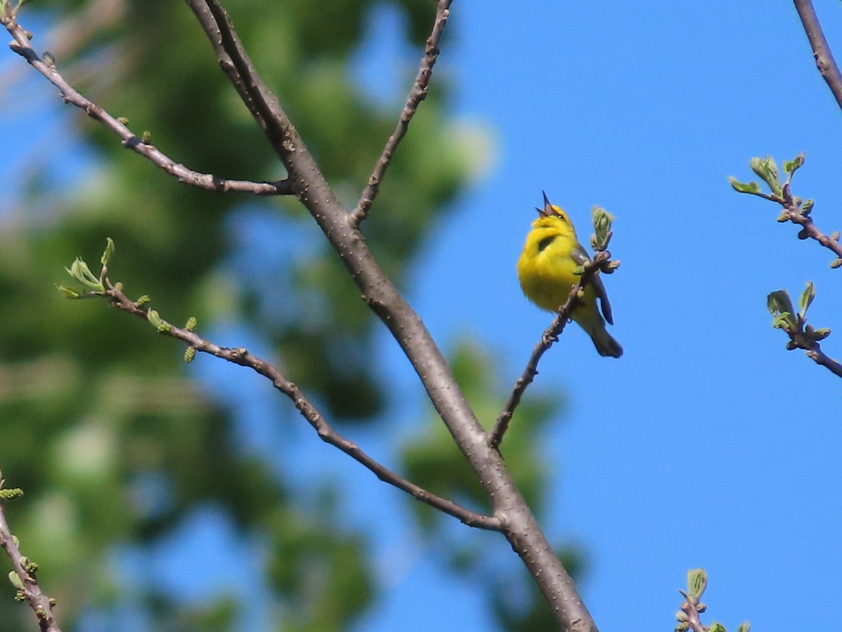 Blue-winged Warbler - ML579392181