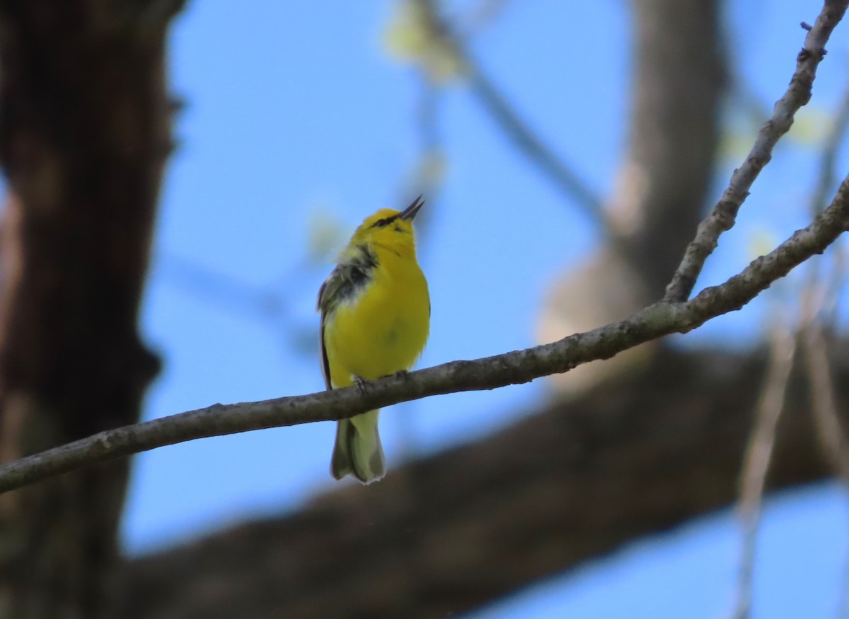 Blue-winged Warbler - ML579392191