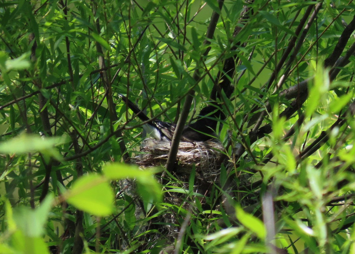 Eastern Kingbird - ML579392341