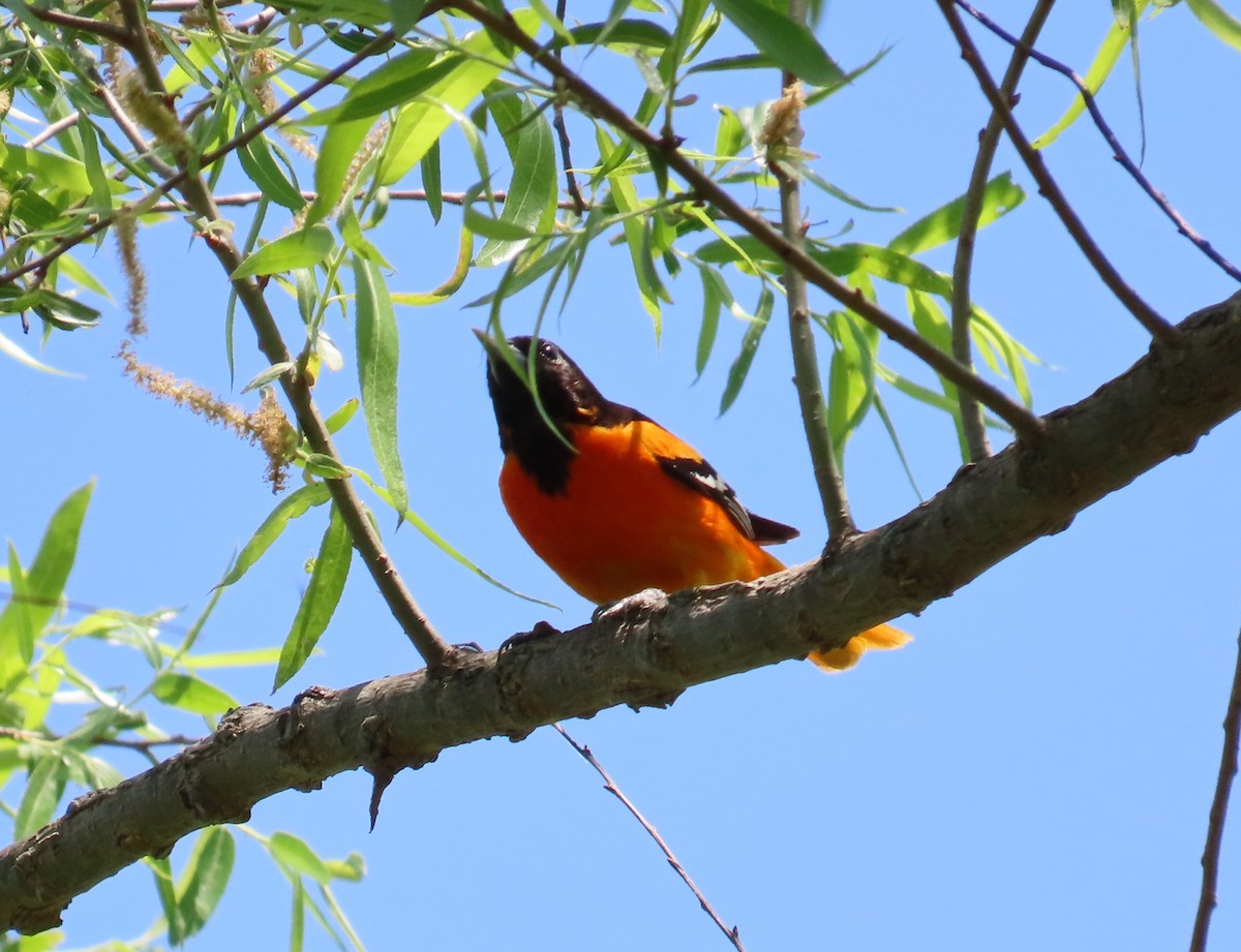 Baltimore Oriole - ML579392411