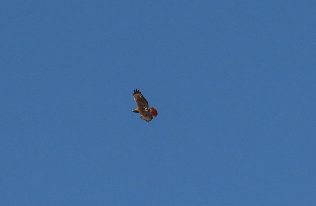 Red-tailed Hawk - ML579392461