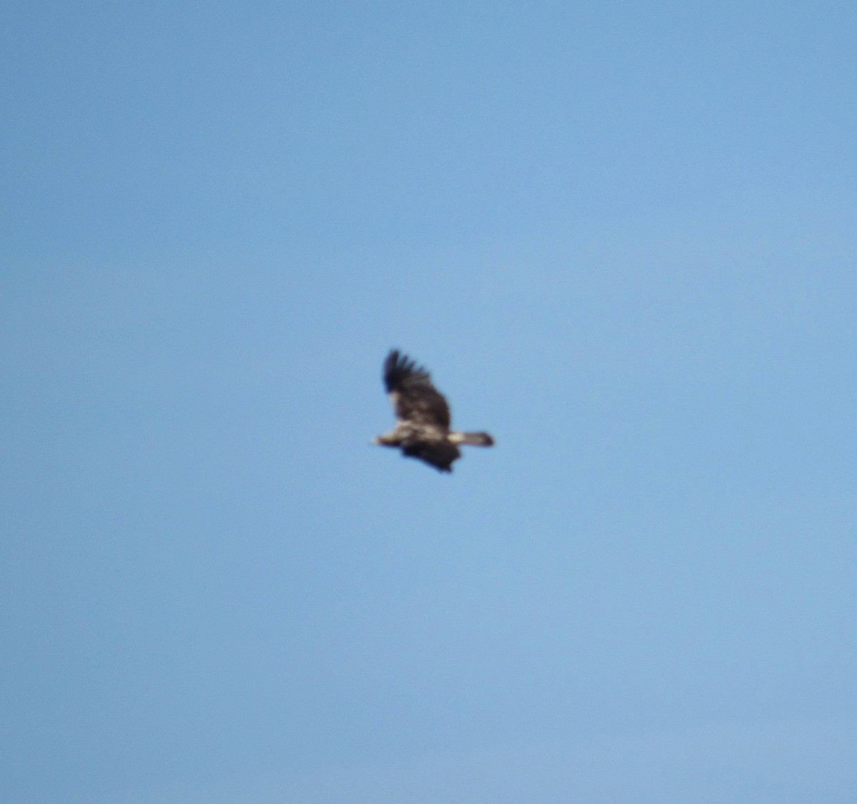 Águila Imperial Ibérica - ML579393851