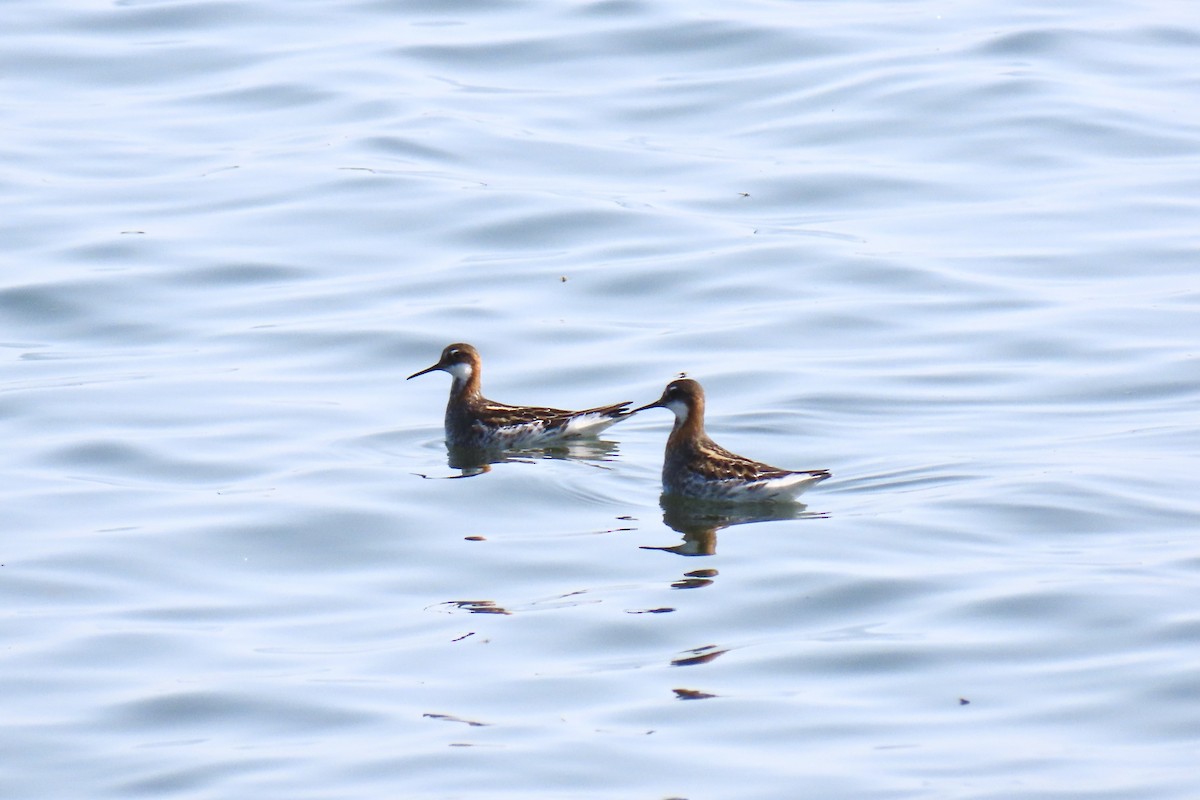 Red-necked Phalarope - ML579394851