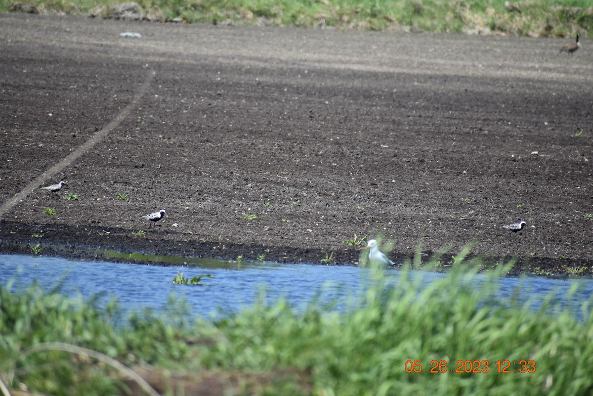 Black-bellied Plover - ML579396401