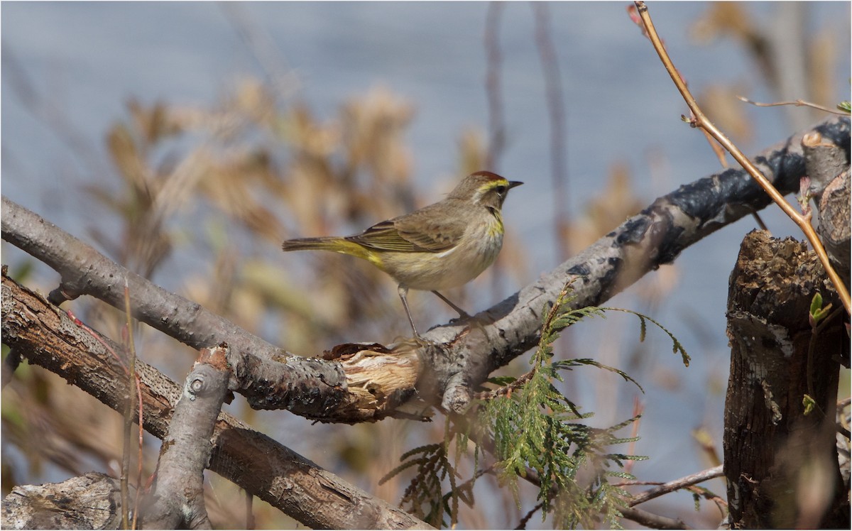 Palm Warbler - ML57939641