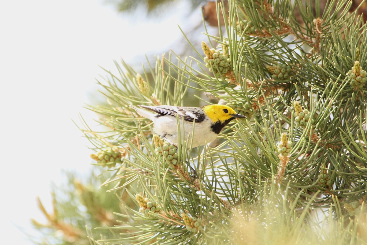 Paruline à tête jaune - ML579396421