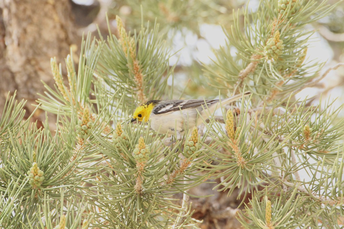 Hermit Warbler - ML579396431