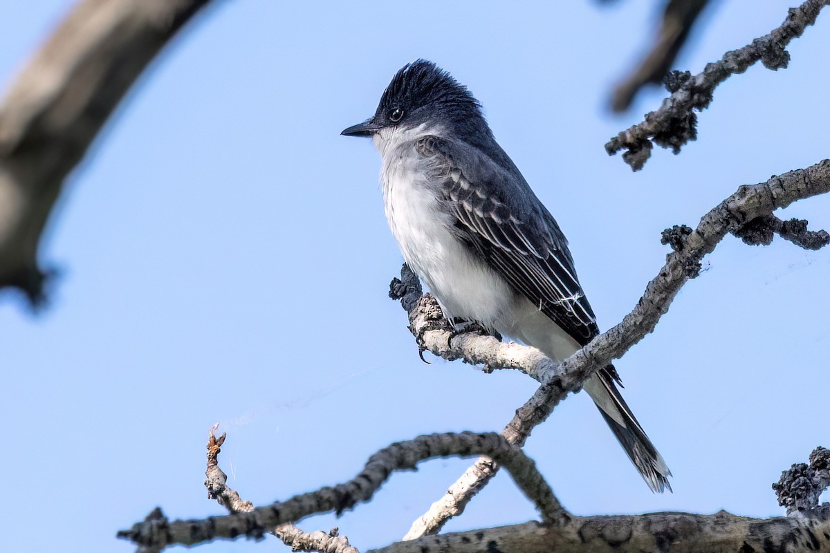 Eastern Kingbird - ML579397851