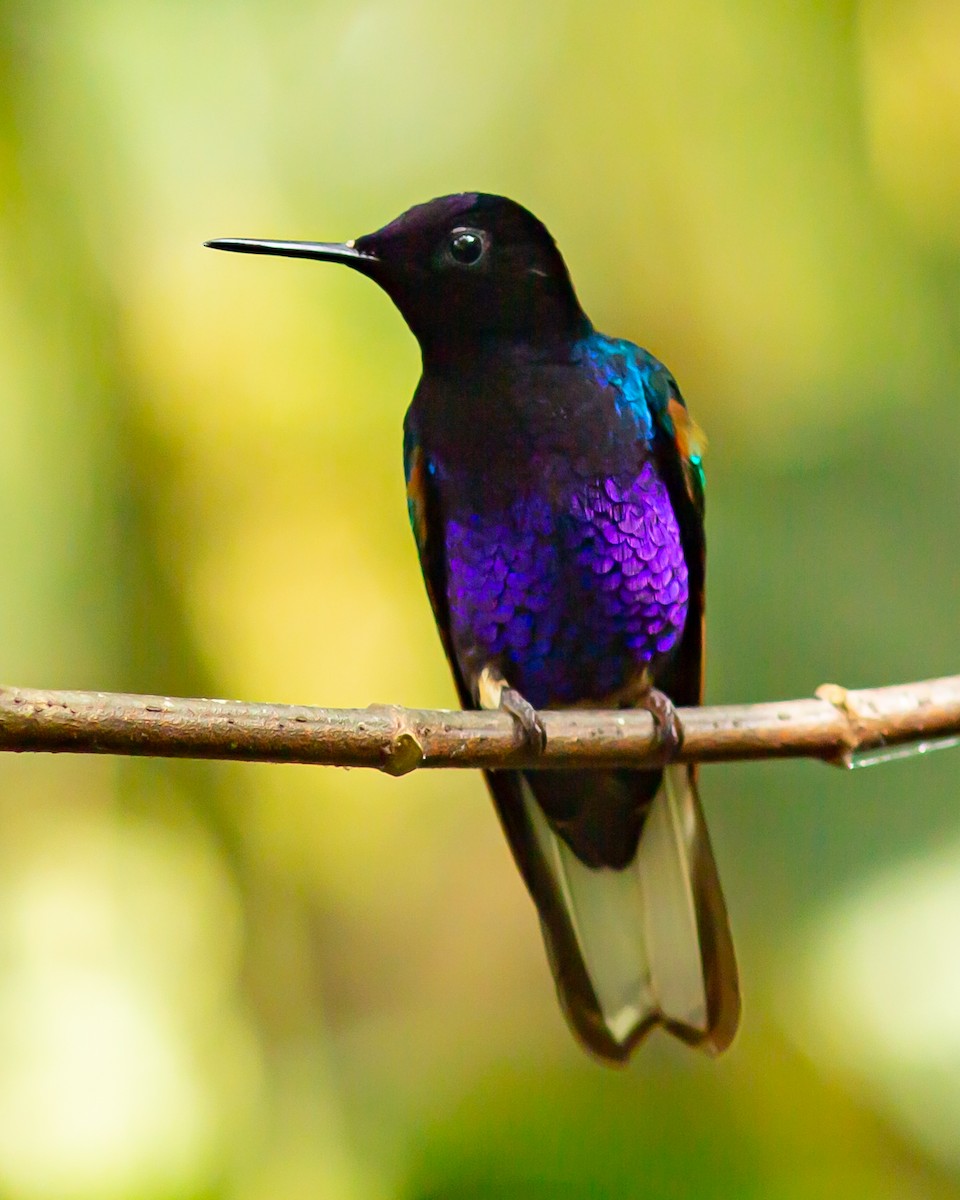 Velvet-purple Coronet - ML579398181