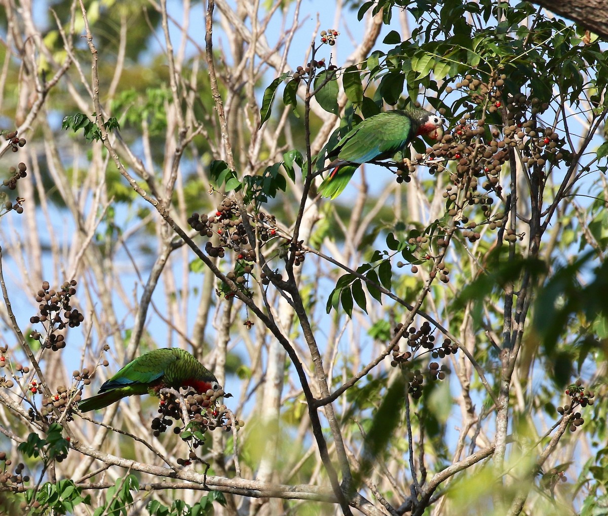 Cuban Parrot - ML579398261