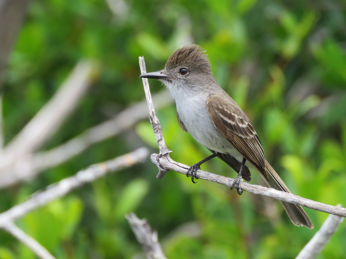 La Sagra's Flycatcher - ML579398741