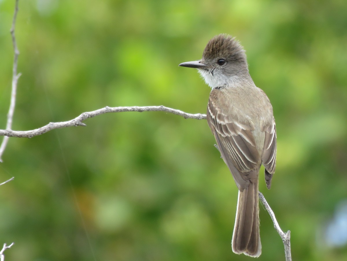 La Sagra's Flycatcher - ML579398801