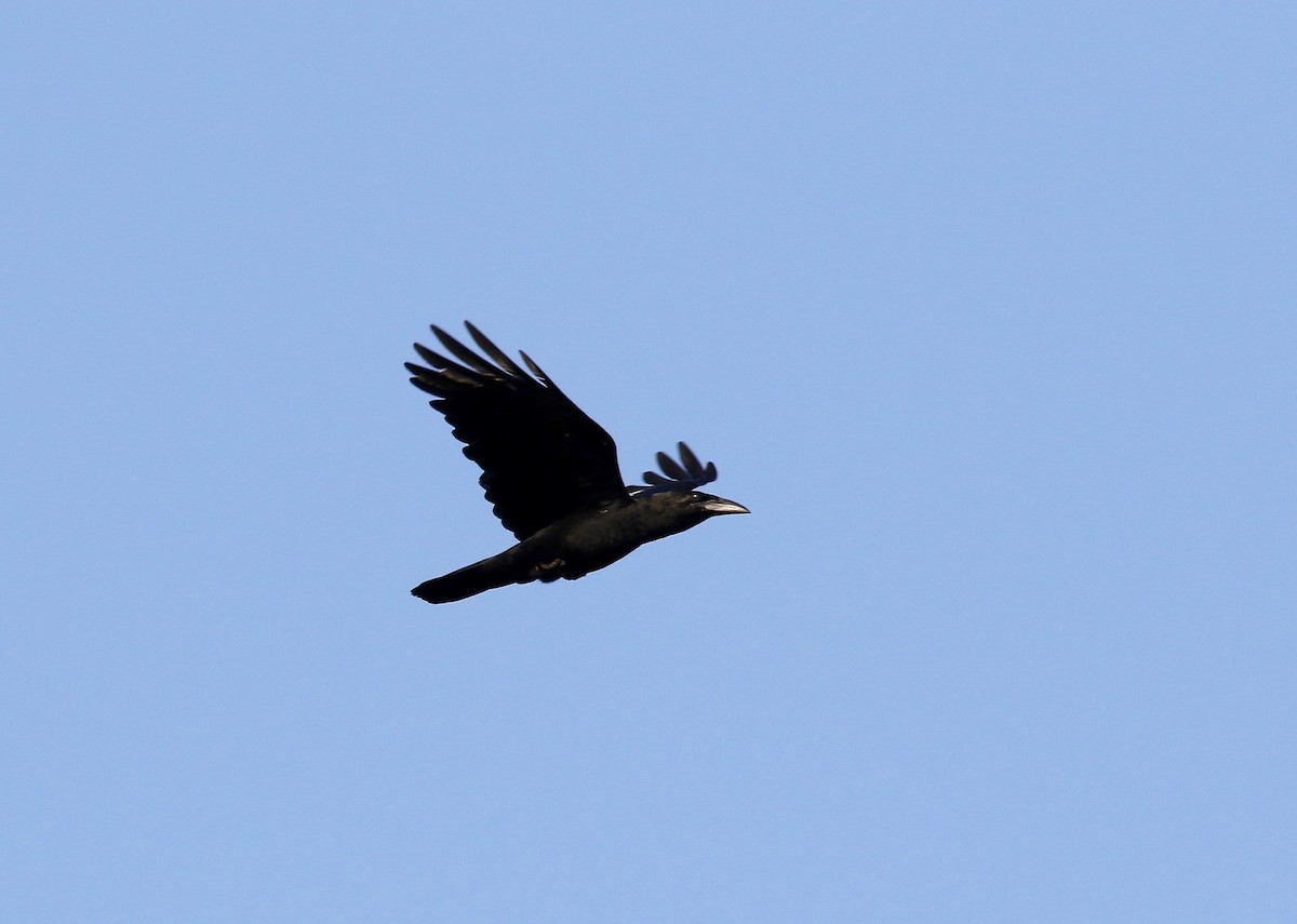 Cuban Crow - Sandy Vorpahl