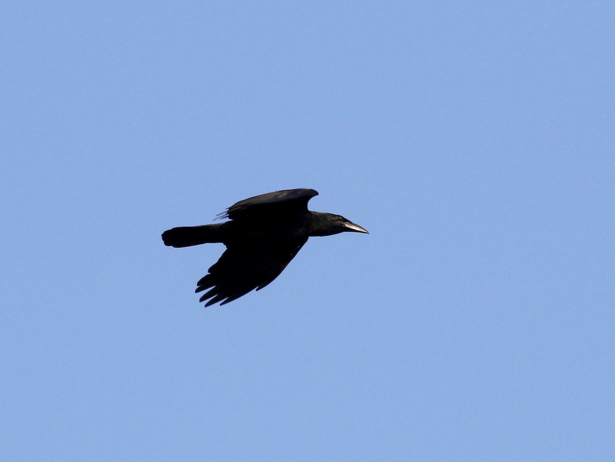 Cuban Crow - Sandy Vorpahl