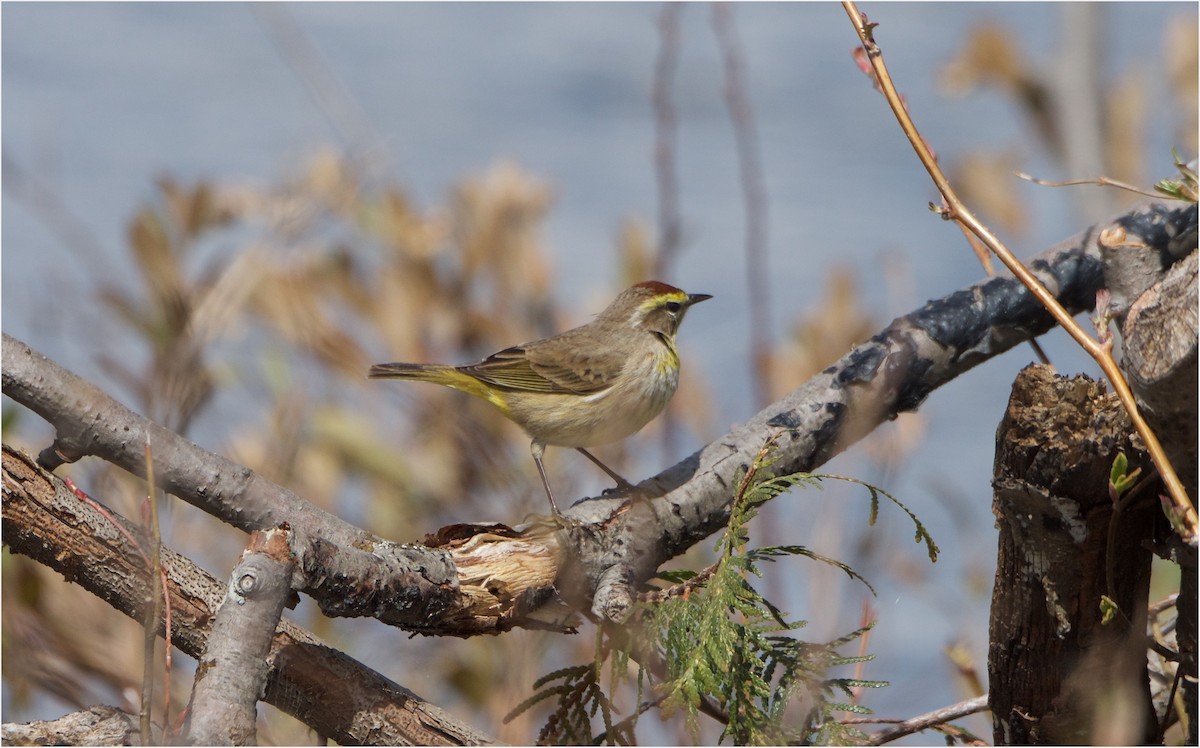 Palm Warbler - ML57940001