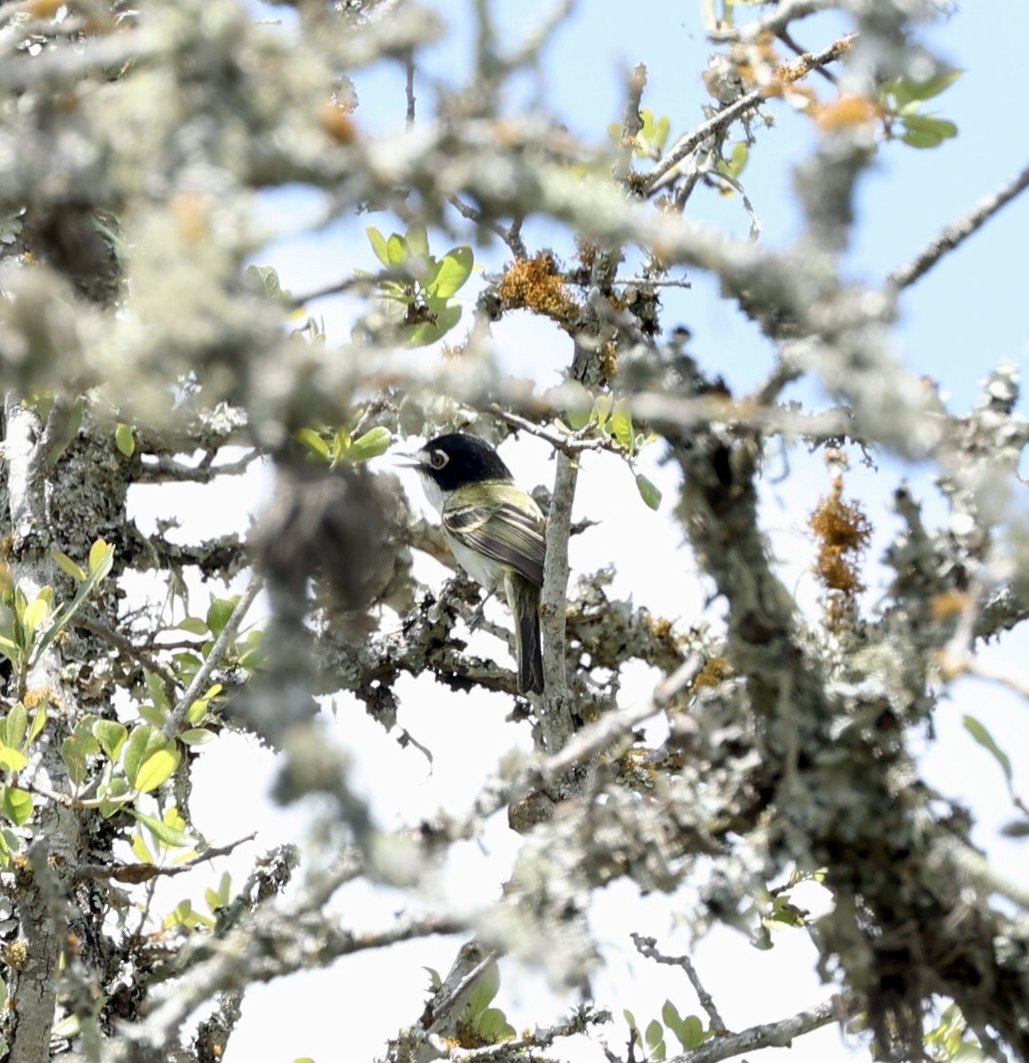 Black-capped Vireo - ML579400231