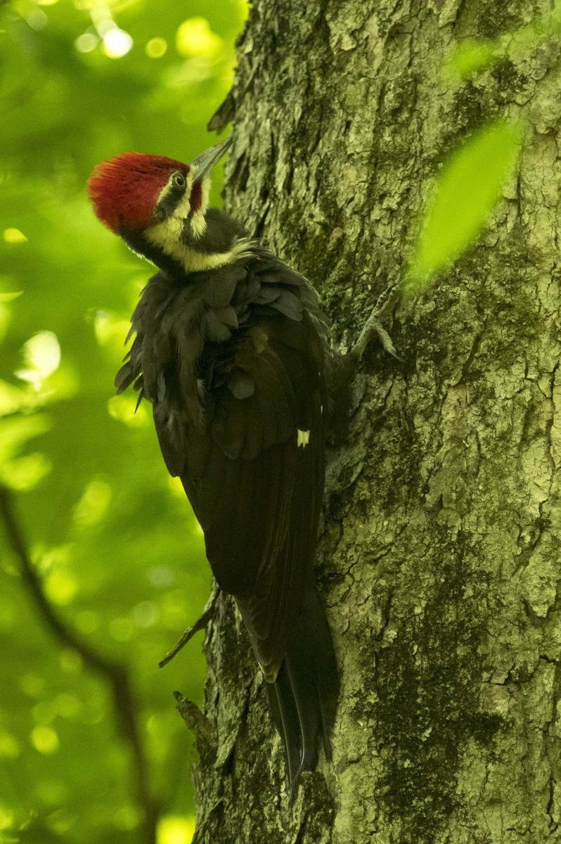 Pileated Woodpecker - ML579401521