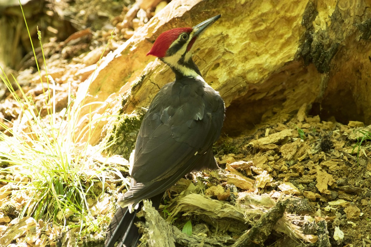 Pileated Woodpecker - ML579401531