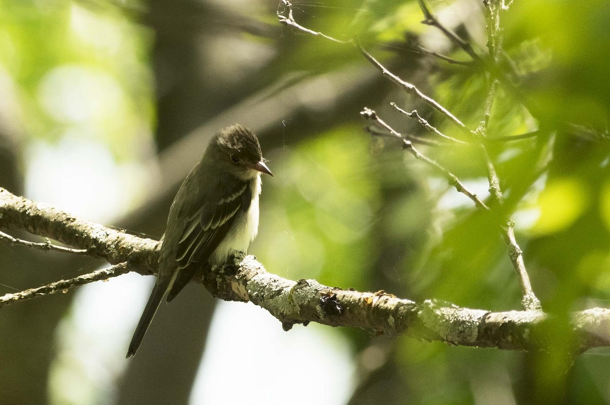 Eastern Wood-Pewee - ML579401581