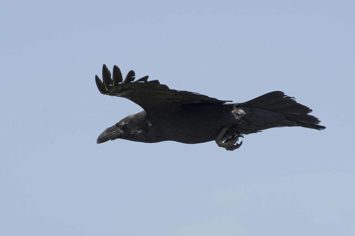 ravn - ML579401931