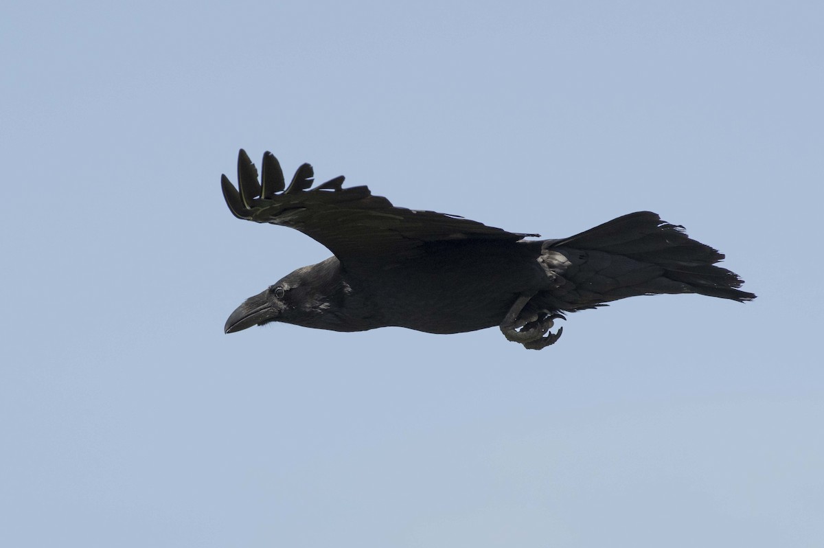 Common Raven - ML579401931