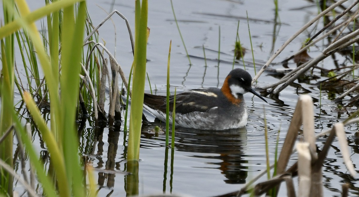 Phalarope à bec étroit - ML579402011